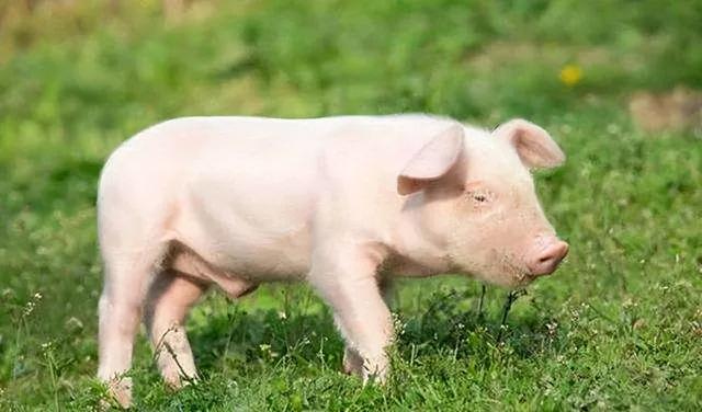 后天性僵猪发生的比较频繁,各位养殖户们遇到僵猪这样的情况不用着急