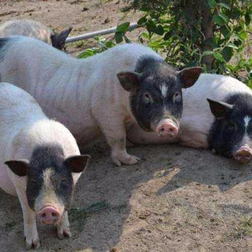 纯种巴马香猪价格报价 养殖巴马香猪藏香猪 藏香猪养殖厂