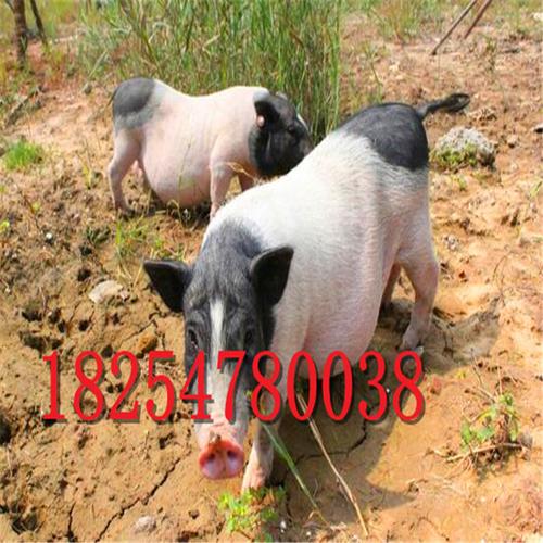 改良巴马香猪出售一年的巴马香猪出售藏香猪的价格养殖场直销