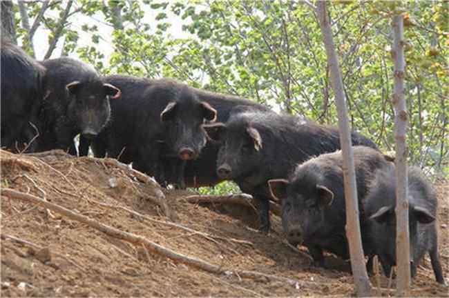 鞍山藏香猪养殖基地养猪模式